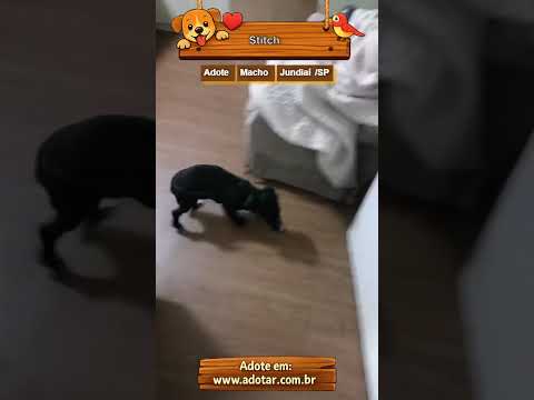 Vídeo de Stitch