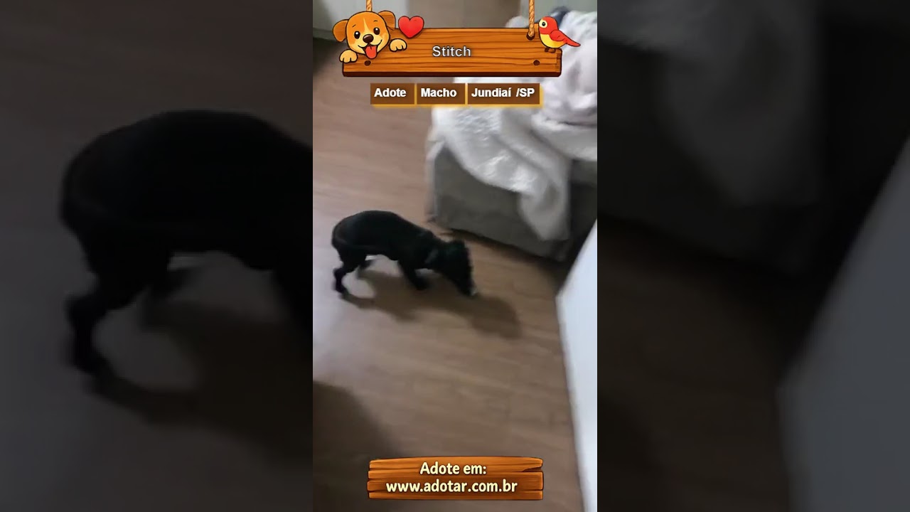 Cachorro raça SRD-ViraLata idade 7 a 11 meses nome Stitch