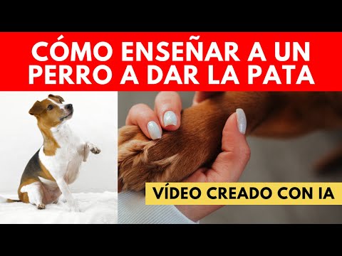 Cómo enseñar a un perro a dar la pata (Vídeo creado con IA)