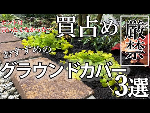 踏みつけに強い地被植物：多年草地被植物ベスト３  庭園