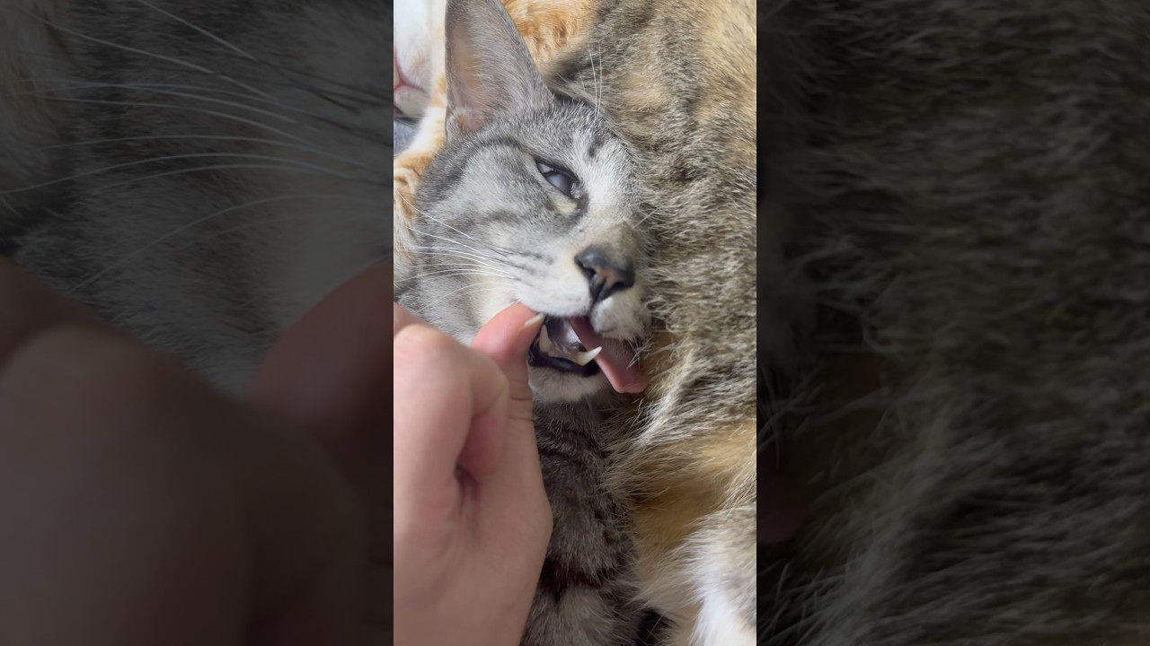 爆睡中の猫の口を開けたら放送事故すぎた #shorts #猫 #cat