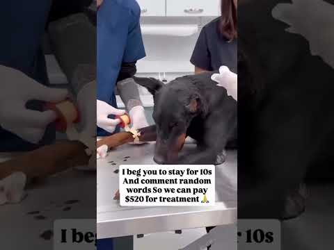 For any help consider donating link in bio to save a stray life in Los Angeles#usashorts#save