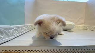 ハーフ犬の動画01