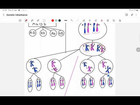 Chromosomal Theory of Inheritance: Sutton and Boveri Theory