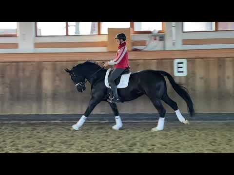 San Amour x Florestan *2015 1