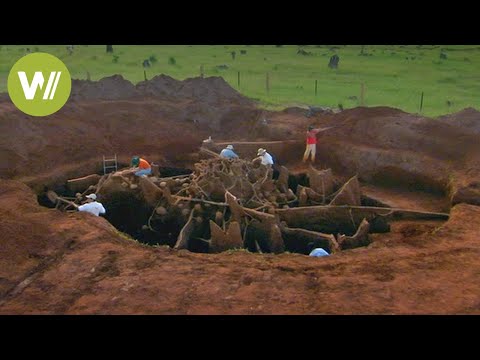 image-When you pour concrete down a massive ant colony?