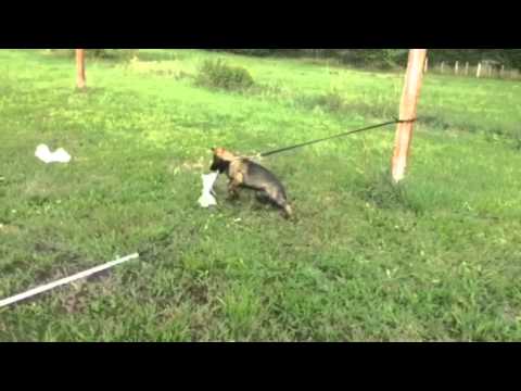 Hesi Zde-Sko - 12 weeks