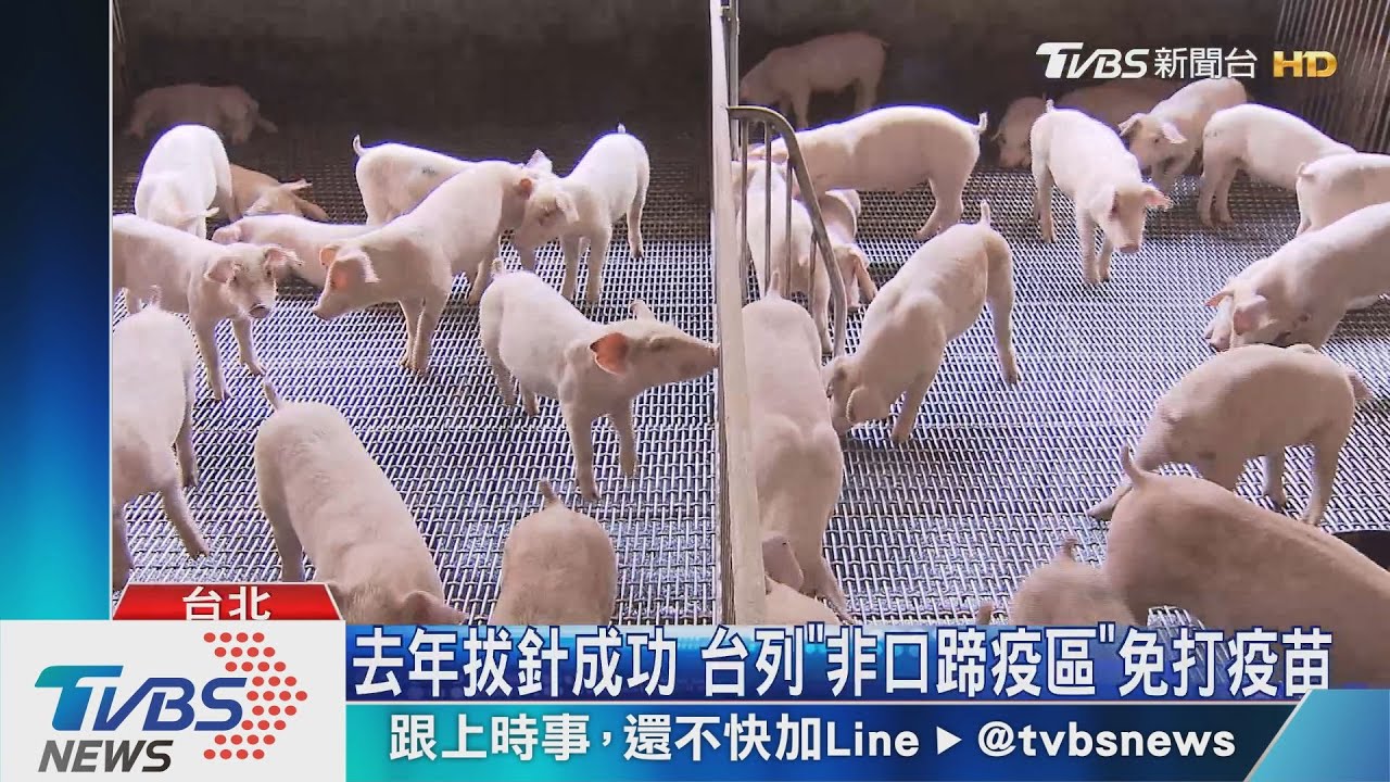 台等24年「口蹄疫除名」 農委會:將拼外銷