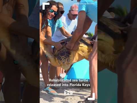 Rehabilitated sea turtle released into Florida Keys