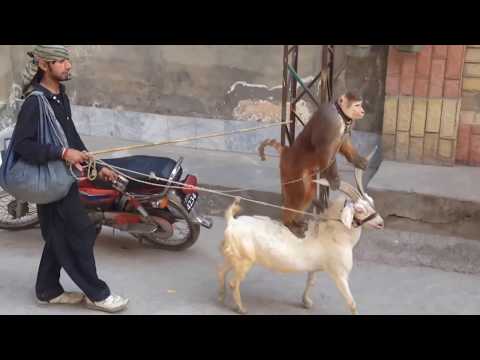 Monkey Circus on street Very funny Video