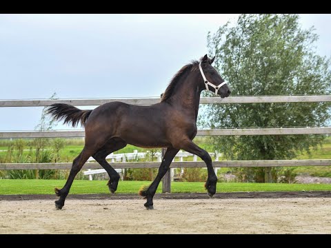 Stal Okkema's Pieter - Rommert x Andries