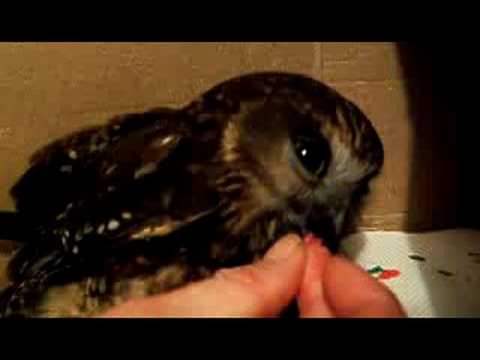 Ruru em uma caixa - coruja nativa da Nova Zelândia