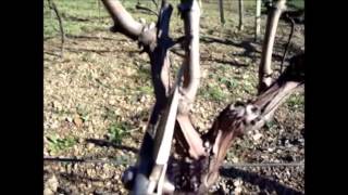 preview picture of video 'potatura vigna B&B alla Palombara di Rossano'