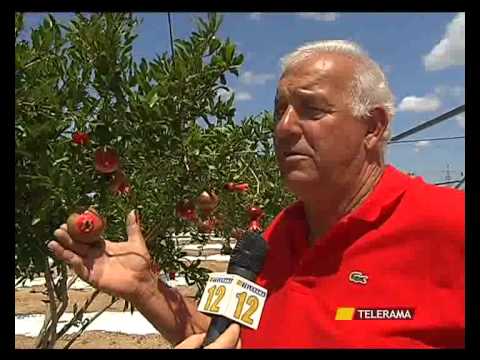 Punti di agopuntura limpotenza Walking aumenta la potenza