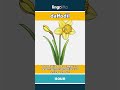 daffodil - a bright yellow flower with... video thumbnail
