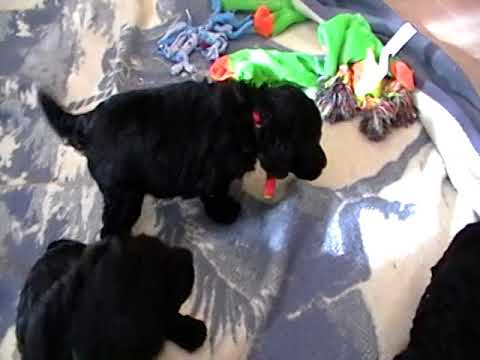 Black--Brown--Chocolate--Standard Poodle Puppies