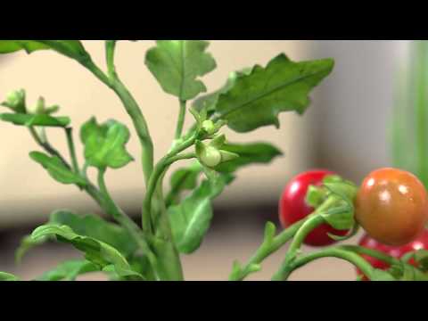 Mulher.com 06/06/2013 Alessandra Assi - Cebolinha em biscuit Parte 2/2