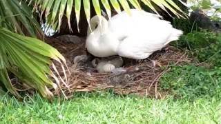 Randomly discovering baby swans 🔴 cygnets hatching at Lake Morton in Lakeland, FL Pt. 3