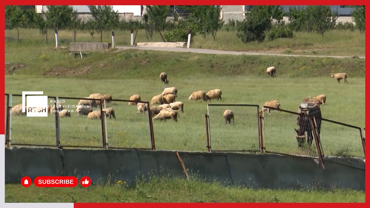 Rritet interesi për blegtorinë – Zgjerohen sipërfaqet me foragjere në Bashkinë Maliq
