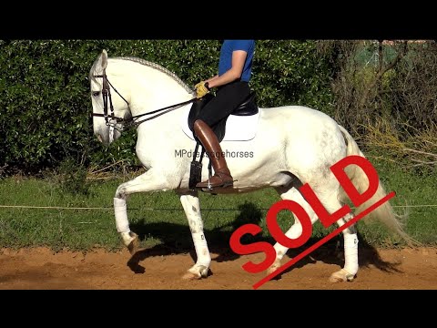 *SOLD* #MP237 | Andalusian PRE Gelding 2008