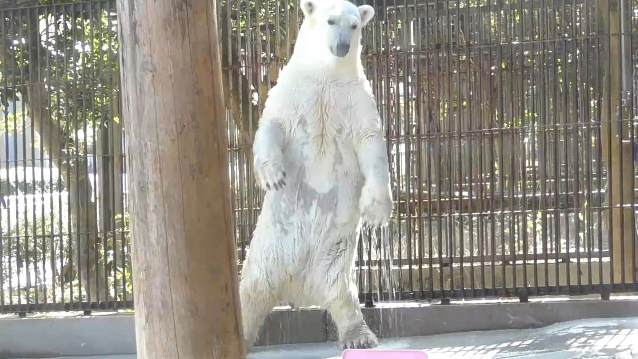 しろくまピースダンス＆ジャットバスを楽しむ様子♪とべ動物園にて