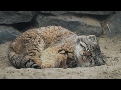 Pallas's cat is chilling on his tail