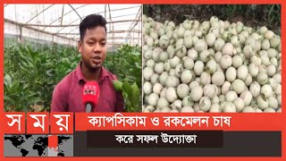 ঠাকুরগাঁও এ ক্যাপসিকাম চাষে সাফল্য