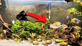 Download lagu Fluval Roma 200L Rescape ! mp3 Download lagu Fluval Roma 200L Rescape ! mp3