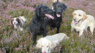 preview picture of video 'Cuckavalda Gundogs on Dallowgill Grouse Moors 2011'