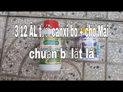 @ 3/12 ÂL tưới canxi bo + cho Mai. chuẩn bị lặt lá