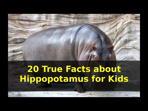 All About Hippos for Kids: Hippopotamus for Children | Facts about Hippopotamus for Kids with Audio