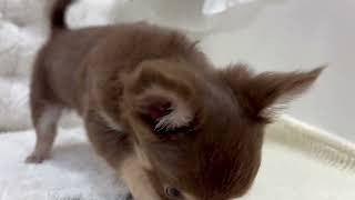 チワワ(ロング)の動画01