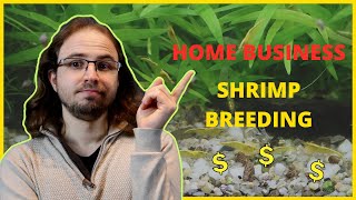 Home Business - Breeding For Profit Shrimp Neocaridina