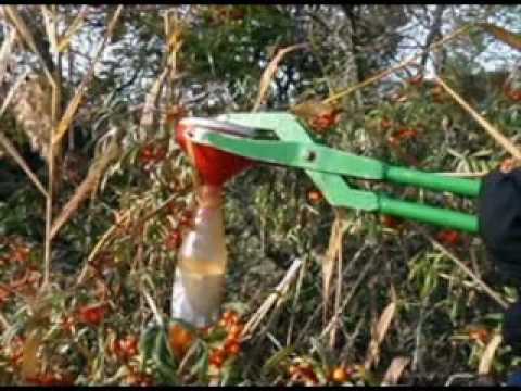 Seabuckthornjuice/Havtorn