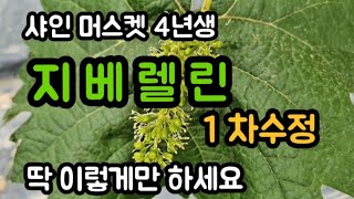 #샤인머스켓재배기술 #지베렐린지베린 #수정1차수정2차 #스트랩토마이신SM