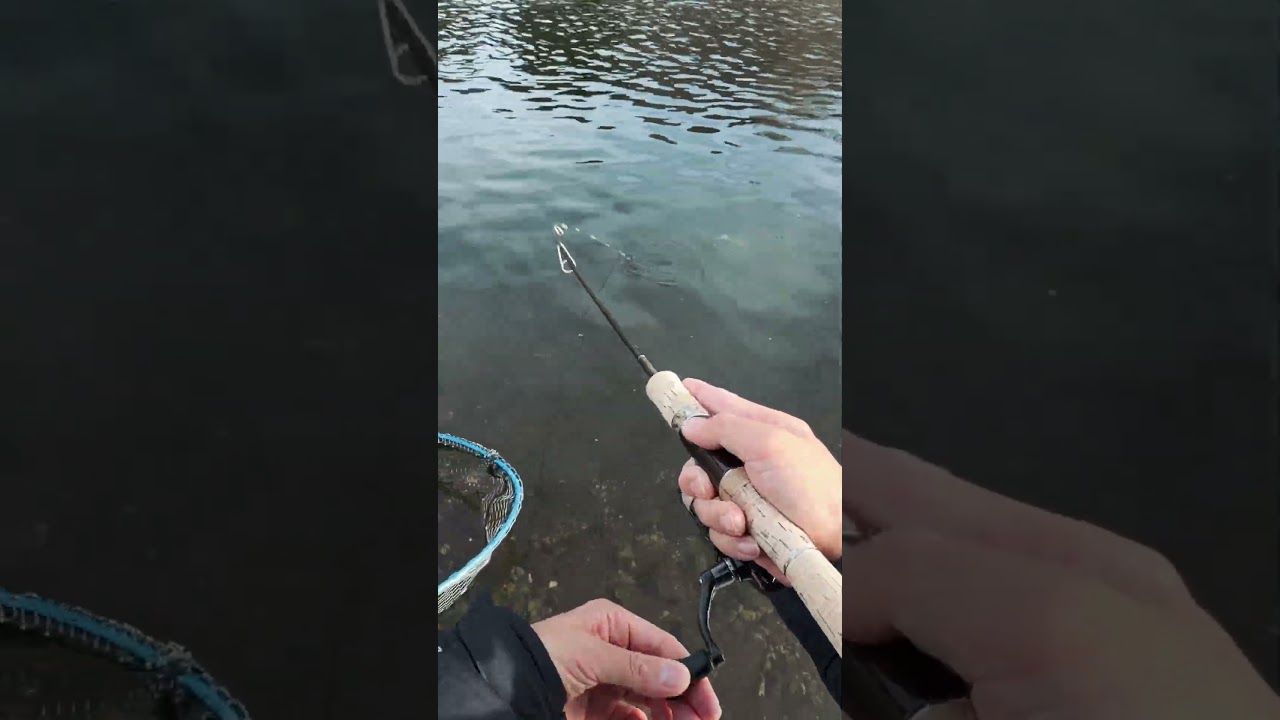 Japan Fishing ASMR - Trout Fight#90🎣