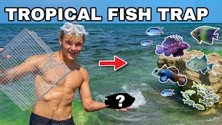 BAIT TRAP CATCHES COLORFUL TROPICAL REEF FISH!!