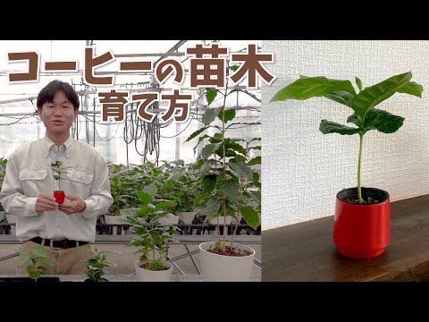 コーヒーノキ チャリエリアナについて詳しく解説