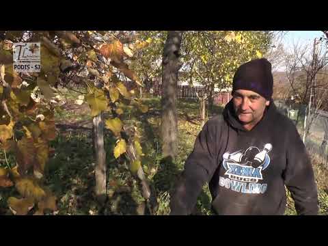 PODIȘ-SJ (2016) - Culesul strugurilor