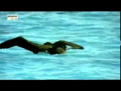 Geheimnisvolle Tigerhaie   Spurensuche im Ozean Doku über Tigerhaie Teil 1