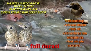 Download lagu suara srdc gacor,cocok untuk masteran ,Dan terapi srdc biar cepat bunyi jamin ikut gacor mp3 Download lagu suara srdc gacor,cocok untuk masteran ,Dan terapi srdc biar cepat bunyi jamin ikut gacor mp3
