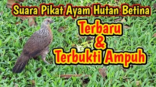 Download lagu Suara Ayam Hutan Betina Terbaru dan Terbukti Ampuh mp3