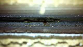 Termites underneath window seal 