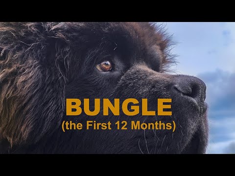 Bungle The Newfoundland - The First Year (Nov 2021 - Nov 2022)