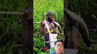 Download lagu angger papua berburu ikan gabus babon di semak semak ber air mp3