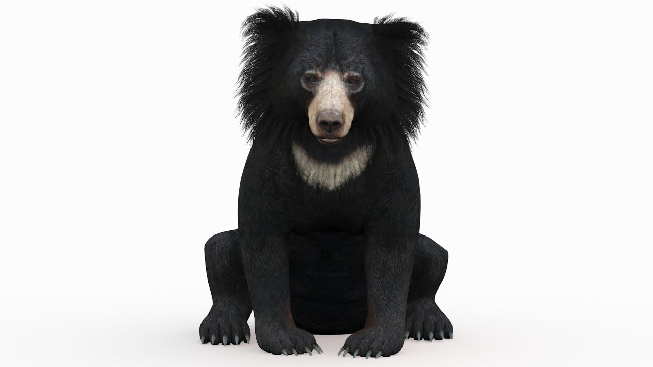 Sloth Bear Rigged 3D Model