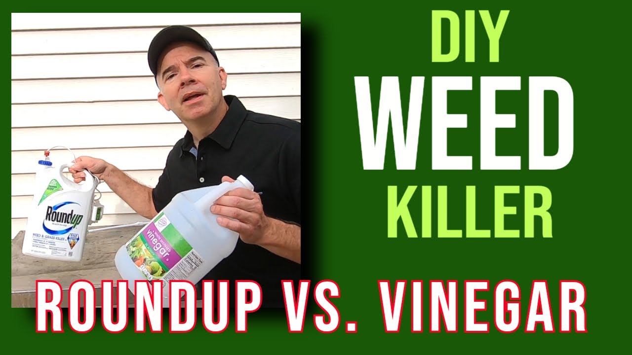 What kills weeds better than roundup? Zandex
