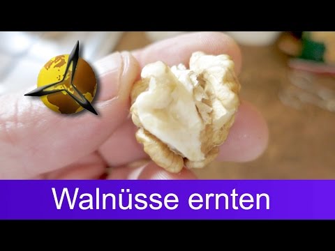 Anästhesierende Salbe gegen Schmerzen in Gelenken und Muskeln Vitamin-Komplex für Gelenke und Bänder für