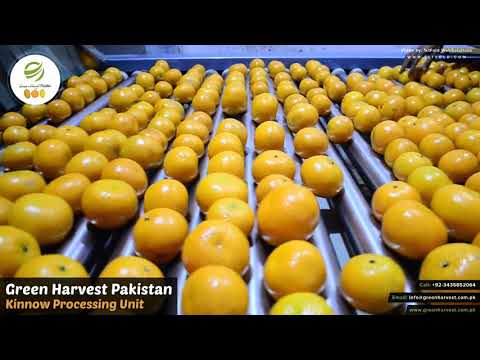 Kinnow Processing Unit - Green Harvest Pakistan - Fruit and Vegetable Exporter