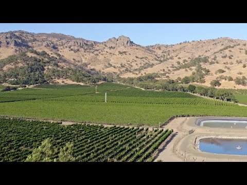 Stag’s Leap Wine Cellars – A Legacy of Craftsmanship